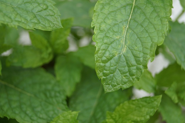 Peppermint Tea Benefits