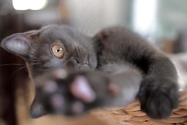 Playful Marmalade Cats