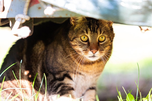 Tabby Cats