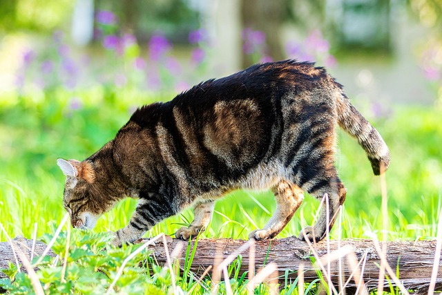 Tabby Cats