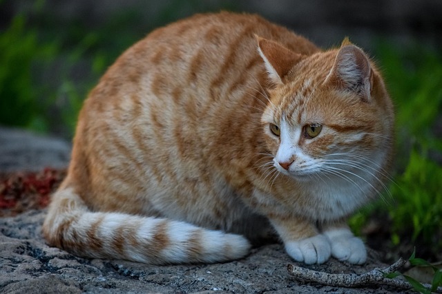 Adorable Orange Tabbies