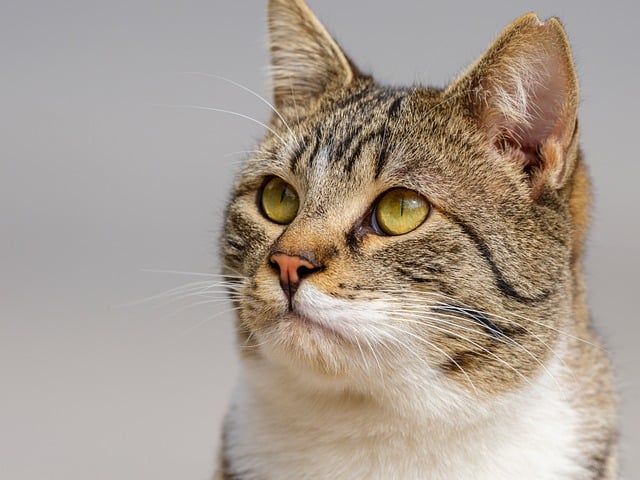 adorable-orange-tabbies-640x480-12101604.jpeg