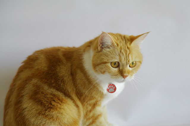 Adorable Orange Tabbies