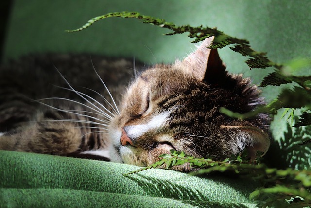 Unveiling the Appeal of Adorable Orange Tabbies: From Lore to Care
