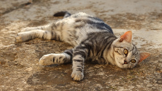 Adorable Orange Tabbies