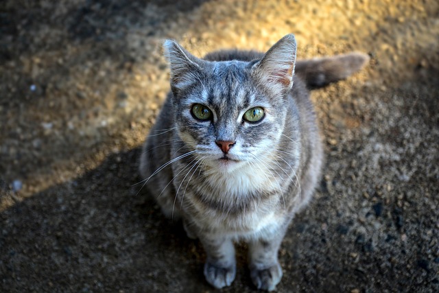 adorable-orange-tabbies-640x480-2571532.jpeg