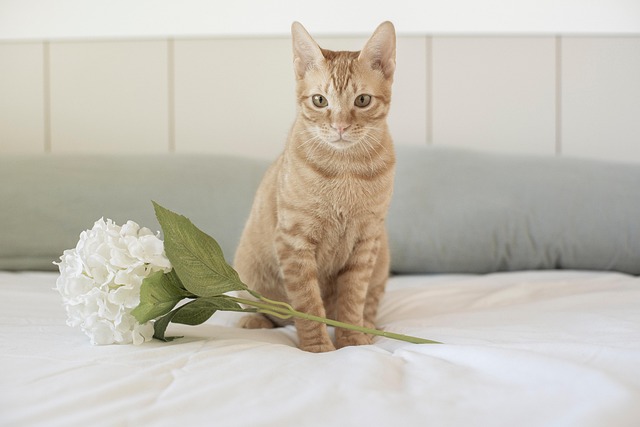 Adorable Orange Tabbies