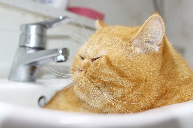 Adorable Orange Tabbies