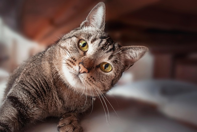 Unleashing Joy: A Tribute to Adorable Orange Tabbies