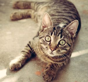 adorable-orange-tabbies-640x480-77326575.jpeg