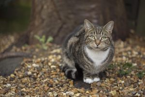 adorable-orange-tabbies-640x480-87301304.jpeg