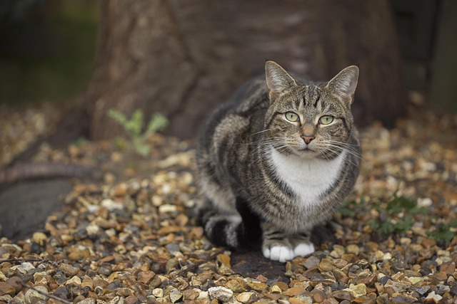 Unveiling the Appeal of Adorable Orange Tabbies: From Myth to Care