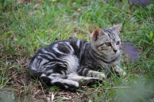 adorable-orange-tabbies-640x480-99115688.jpeg