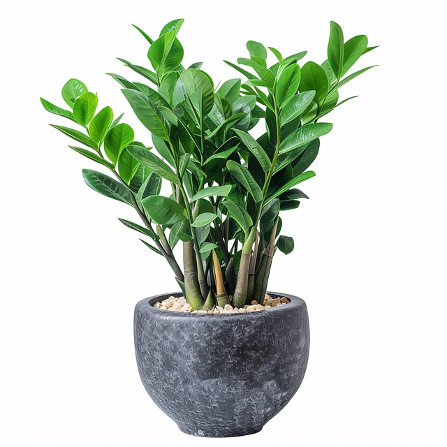 air purifiers