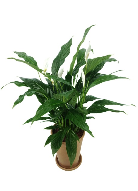 air-purifiers-640x480-77330496.jpeg
