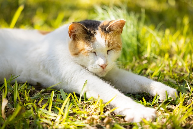 Awesome Ginger Cats