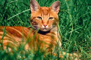 awesome-ginger-cats-640x480-31084665.jpeg