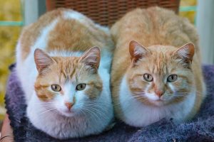 awesome-ginger-cats-640x480-38548918.jpeg