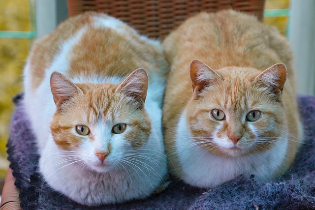 awesome-ginger-cats-640x480-38548918.jpeg