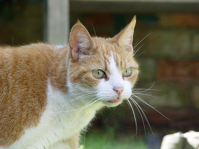 Awesome Ginger Cats