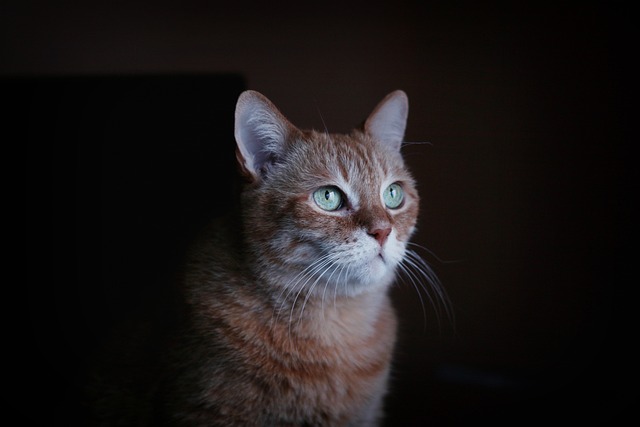 Awesome Ginger Cats