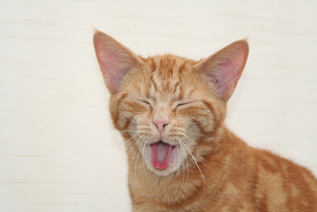 Awesome Ginger Cats