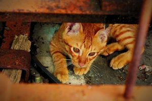 awesome-ginger-cats-640x480-56847079.jpeg
