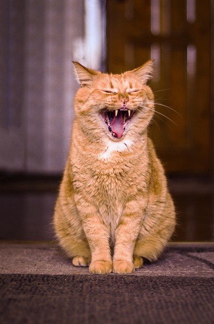Awesome Ginger Cats
