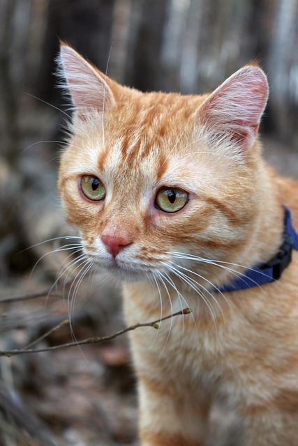 Awesome Ginger Cats