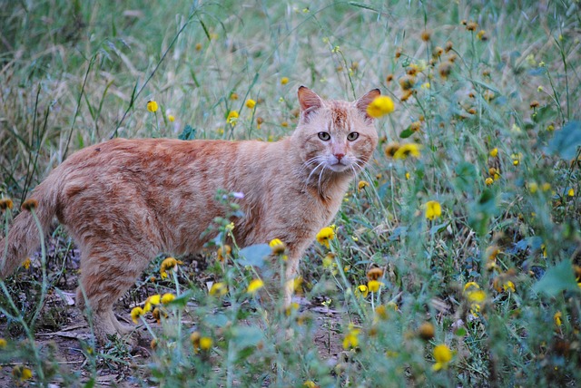 Awesome Ginger Cats