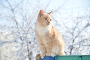 awesome-ginger-cats-640x480-97105430.jpeg