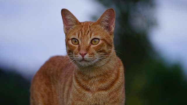 Awesome Orange Cats