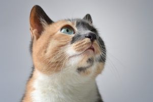 awesome-orange-cats-640x480-29118445.jpeg