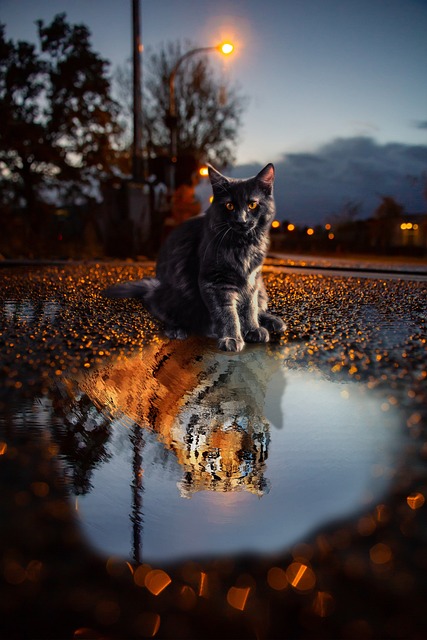 Awesome Orange Cats