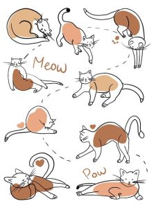 awesome-orange-cats-640x480-79511455.jpeg