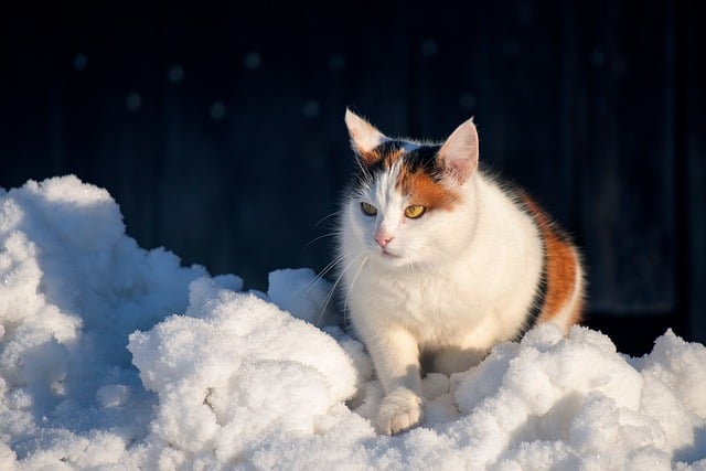 Awesome Orange Cats