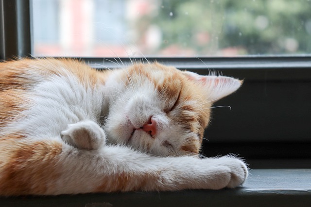 Awesome Orange Cats