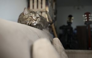 awesome-orange-tabbies-640x480-90826118.jpeg