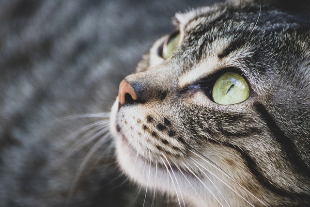 beautiful-orange-tabby-cats-640x480-38164994.jpeg