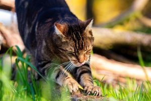 beautiful-orange-tabby-cats-640x480-49507983.jpeg