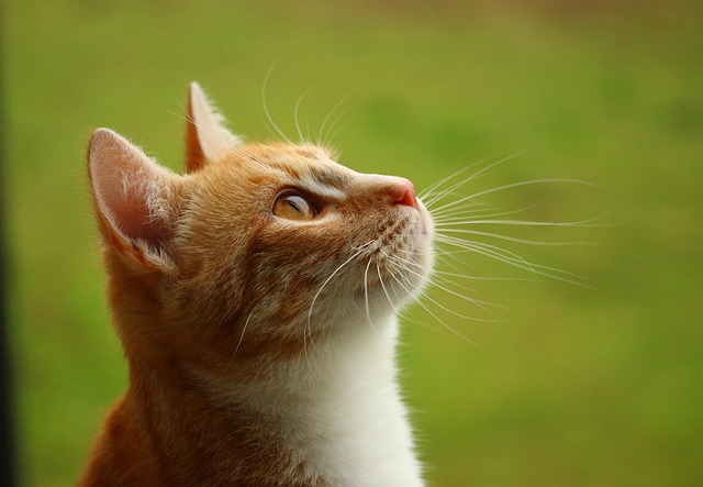 Beautiful Orange Tabby Cats