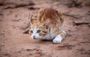 beautiful-orange-tabby-cats-640x480-53269540.jpeg