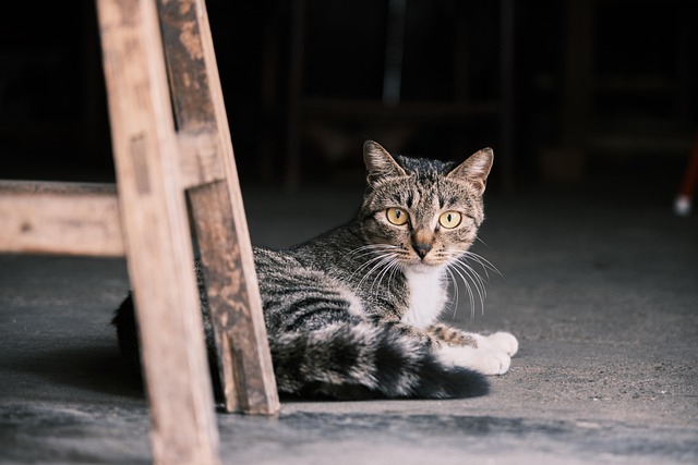 beautiful-orange-tabby-cats-640x480-57750144.jpeg