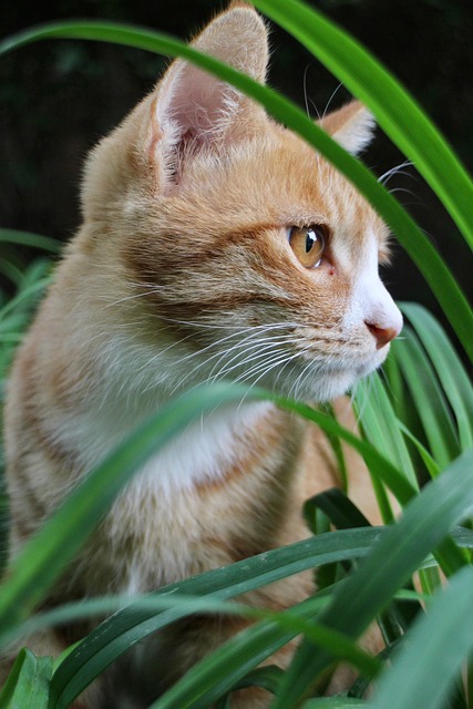Beautiful Orange Tabby Cats