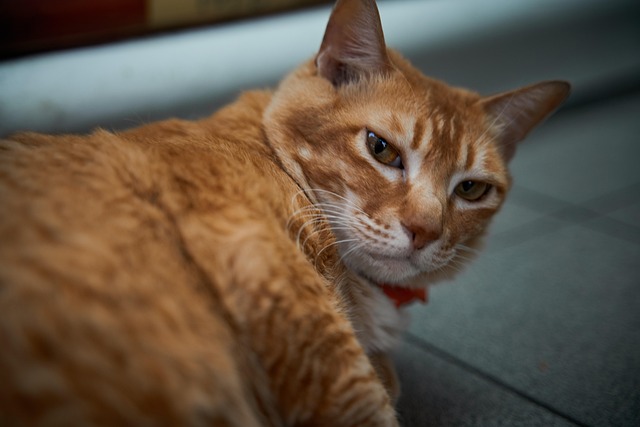 Beautiful Orange Tabby Cats