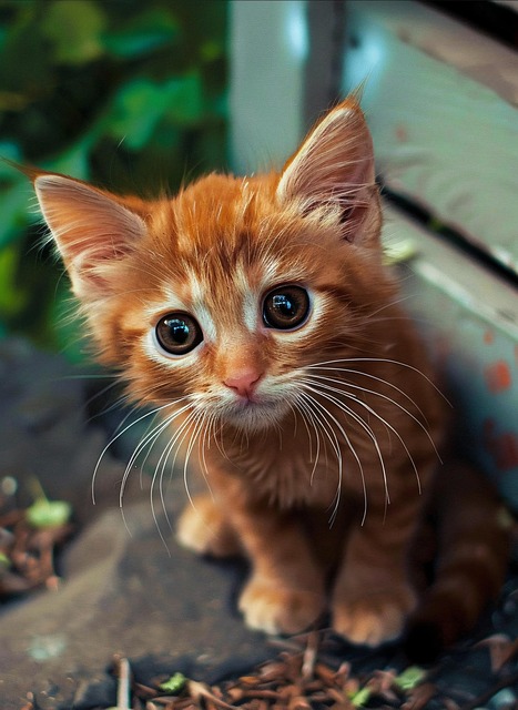 Beautiful Orange Tabby Cats