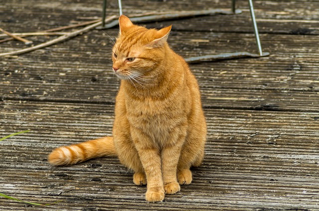 Beautiful Orange Tabby Cats