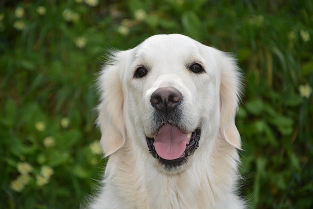 best air purifier for pets