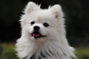 best-air-purifier-for-pets-640x480-10285282.jpeg
