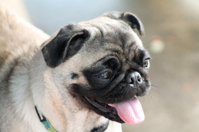 best air purifier for pets